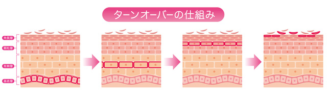 お肌のターンオーバー